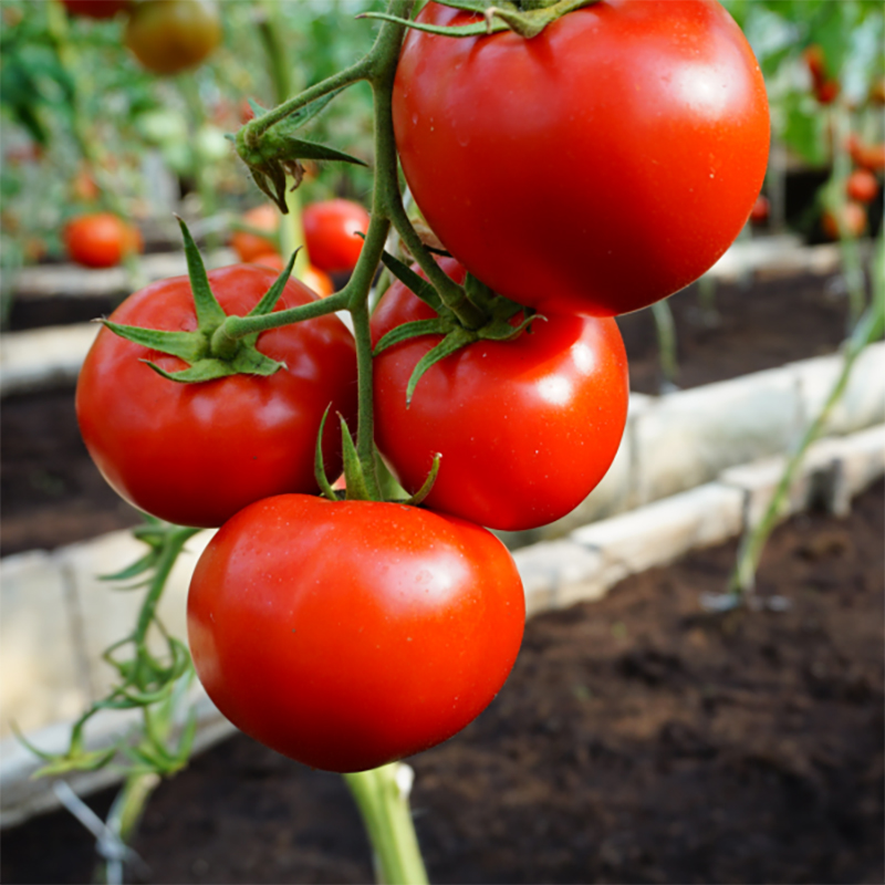 Tomate Mahitos F1 100 seminte