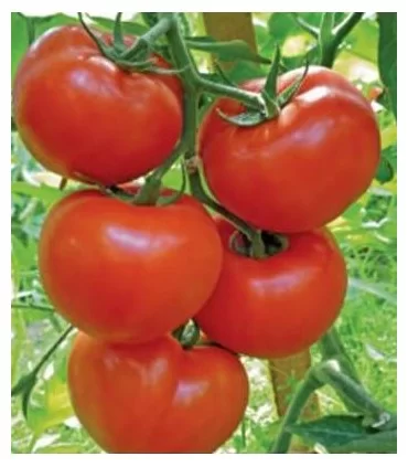 SEMINTE TOMATE GRAVITET REANALIZAT  500 seminte