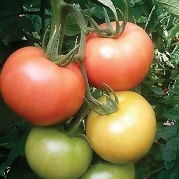 SEMINTE TOMATE MAMSTON  500 seminte