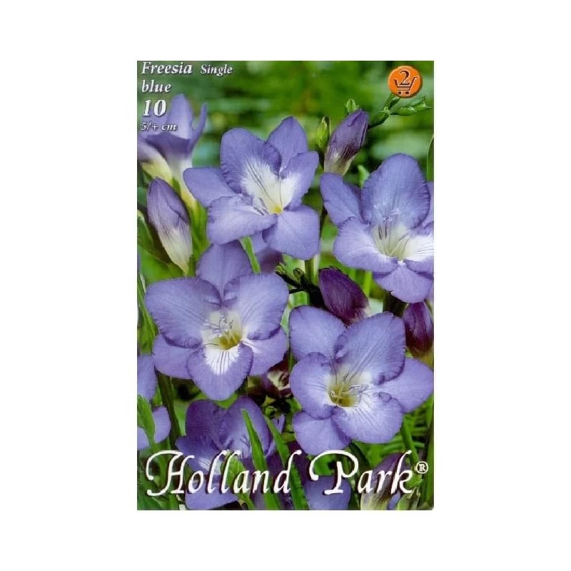 Frezie albastra, 10 bulbi, Holland Park