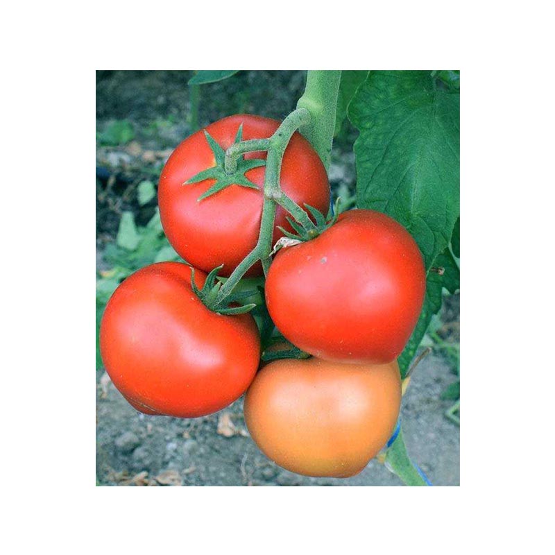 Seminte Tomate HAVANNA F1, Bakker Brothers - 100 seminte