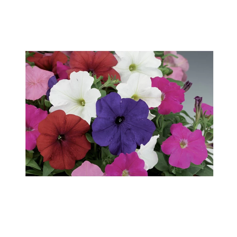 Petunia multiflora Damask F1, 1000 seminte