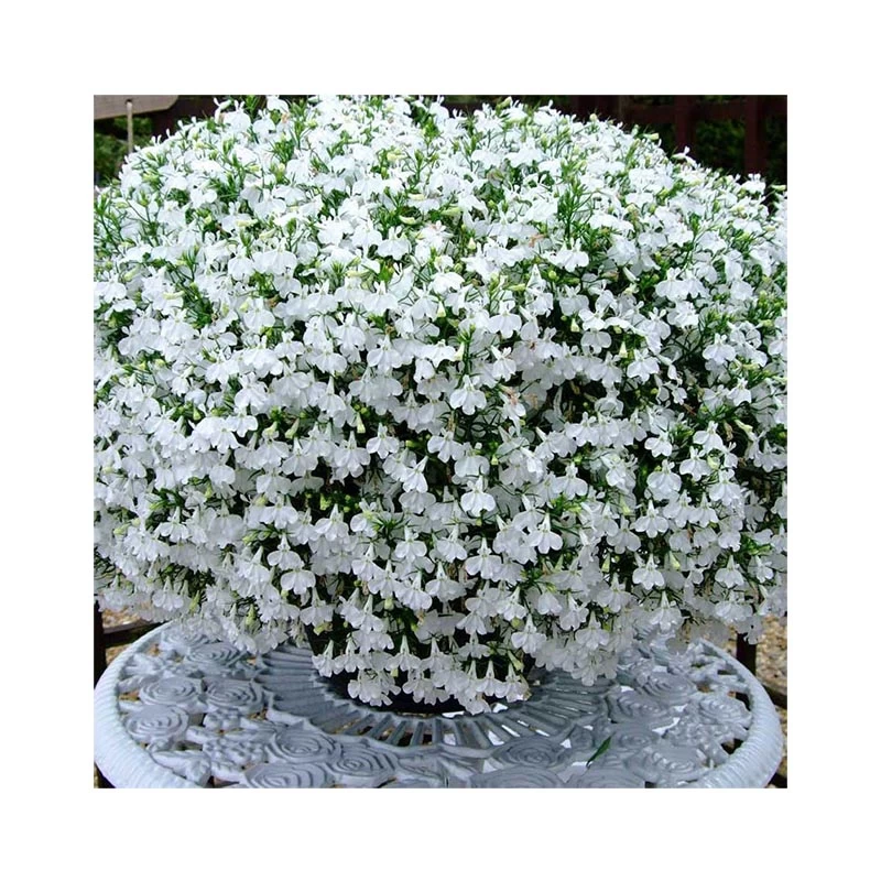 Lobelia alba F1, 1000 seminte