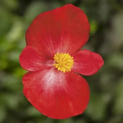 Begonia F1, Topspin scarlet, 1000 seminte