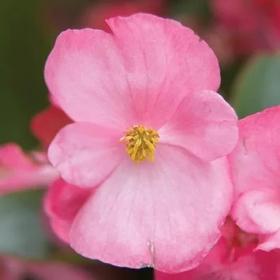 Begonia F1, Volmla pink, 1000 seminte