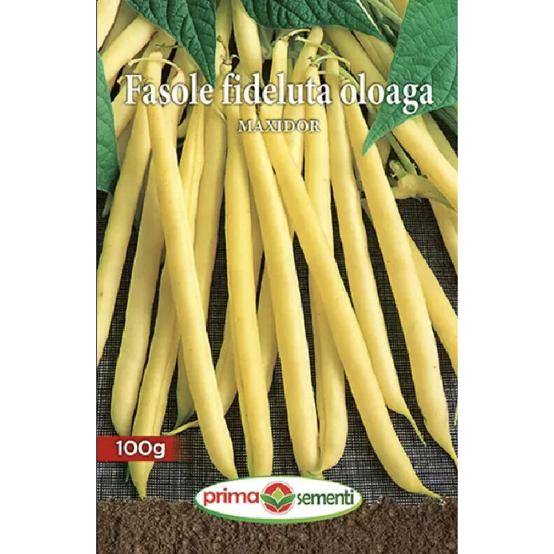Fasole oloaga Maxidor, PrimaSementi - 100 grame