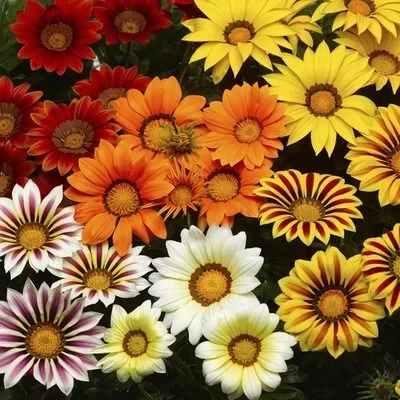 Gazania Big Kiss Mix F1, 1000 seminte
