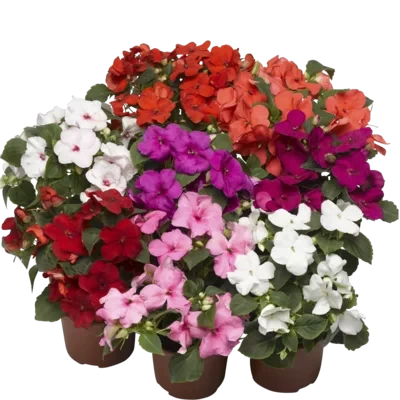 Impatiens walleriana mix F1, 1000 seminte