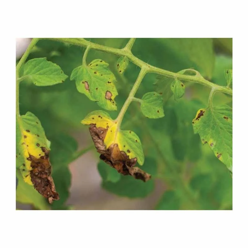 KUATRO, Tratament Antifungic, Ecologic, 1 Litru