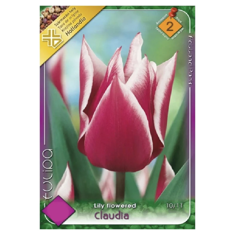 Lalele Claudia, Kertimag, 6 bulbi, categoria 2