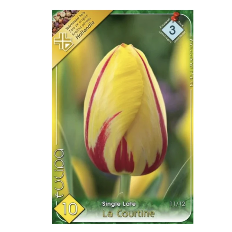 Lalele La Courtine Kertimag, categoria 3, 6 bulbi