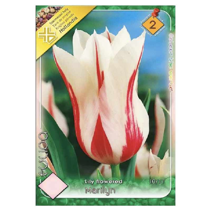 Lalele Marilyn, Kertimag, 6 bulbi, categoria 2