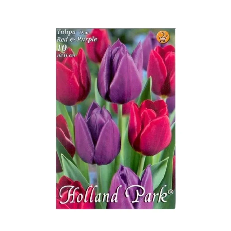 Lalele Red&Purple, 10 bulbi, Holland Park
