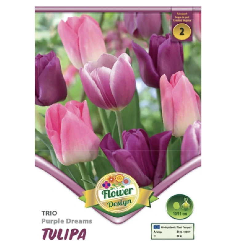 Lalele TRIO Purple Dreams, Kertimag - 6 bulbi, categoria 2