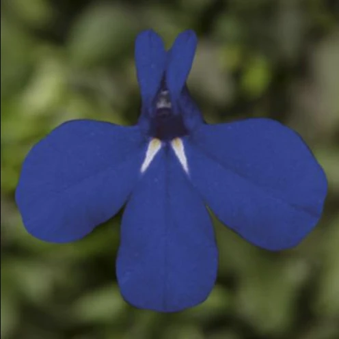 Lobelia erinus MOON MIDNIGHT, Syngenta - 1000 seminte
