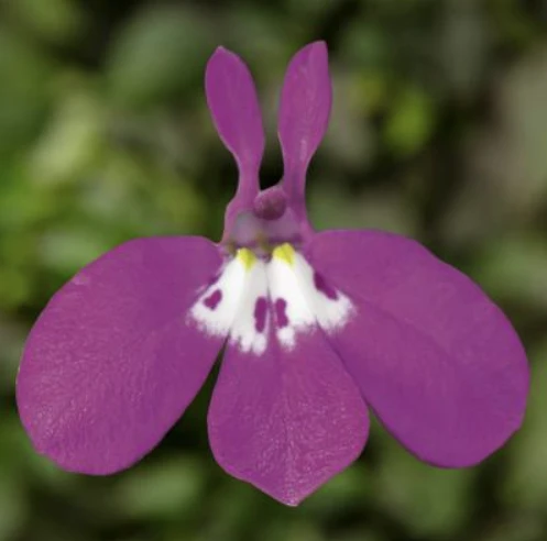Lobelia erinus MOON ROSE, Syngenta - 1000 seminte
