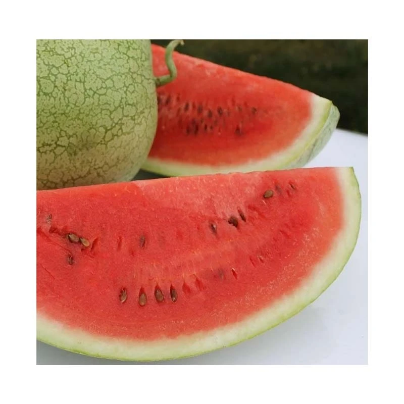 Pepene verde KRATOS F1, Hektar - 100 seminte