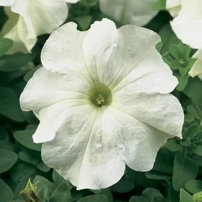 Petunia Grandiflora alb 1000 seminte
