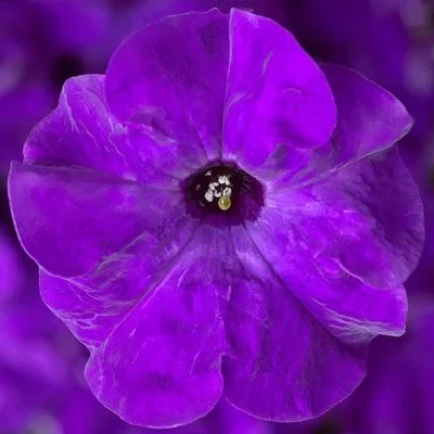 Petunia Grandiflora albastru F1, 1000 seminte
