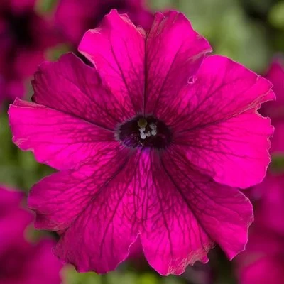Petunia Grandiflora burgundy F1, 1000 seminte