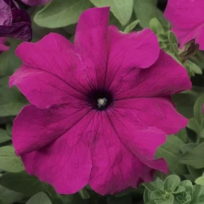 Petunia Grandiflora Mov F1, 1000 seminte