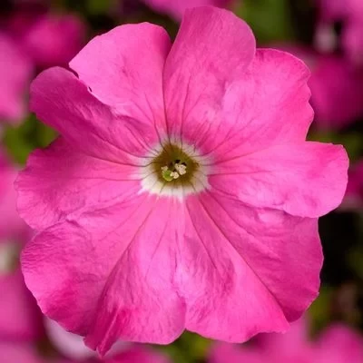 Petunia Grandiflora pink F1, 1000 seminte