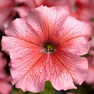 Petunia Grandiflora Salmon Veined 1000 sem