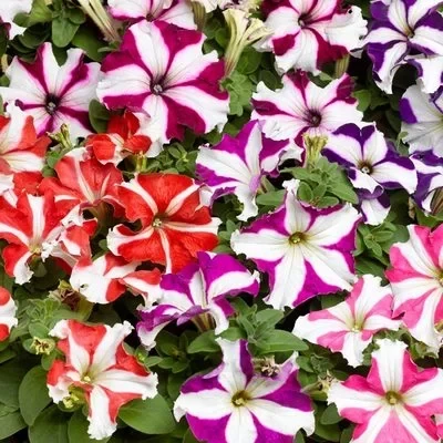 Petunia Grandiflora, star mix, 1000 seminte