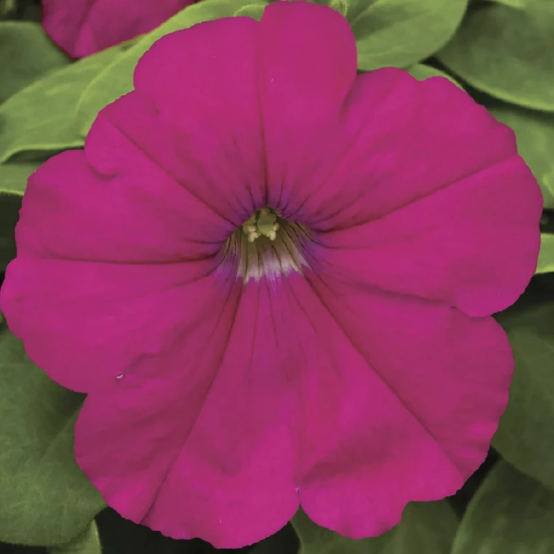 Petunia multiflora Damask F1, 1000 seminte