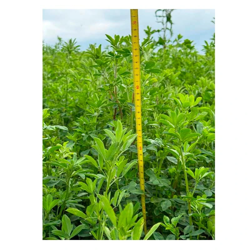 Samanta Lucerna Drajata MAS ALFA 4 Mas Seeds - 25 kg