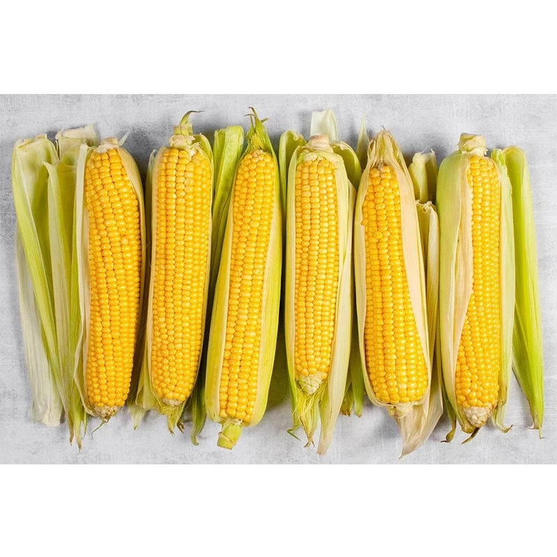 Samanta porumb zaharat ACCENTUATE F1, 50.000 seminte