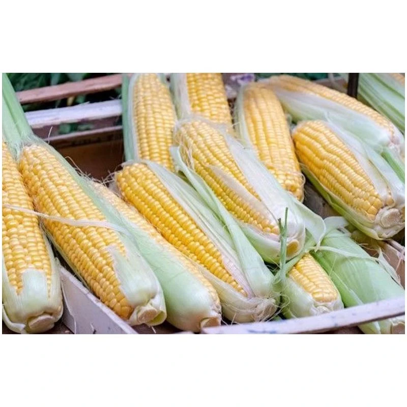 Samanta porumb zaharat Glikos F1, 100.000 seminte