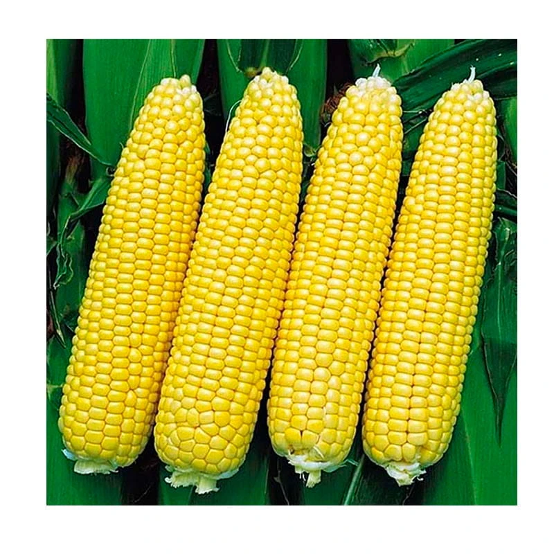 Samanta porumb zaharat Nugat 72 - 100 seminte, Topcorn, Timpuriu