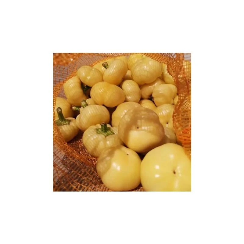 Semint Ardei Freddy F1 - 1000 seminte