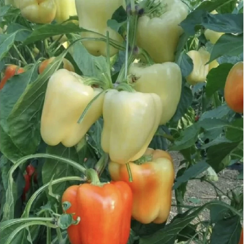 Seminte Ardei ARDUS F1 (OS 4570), 500 seminte