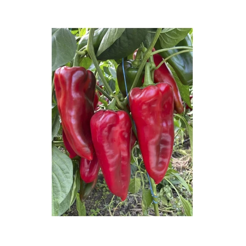 Seminte Ardei capia VALIRA F1, Fito - 250 seminte