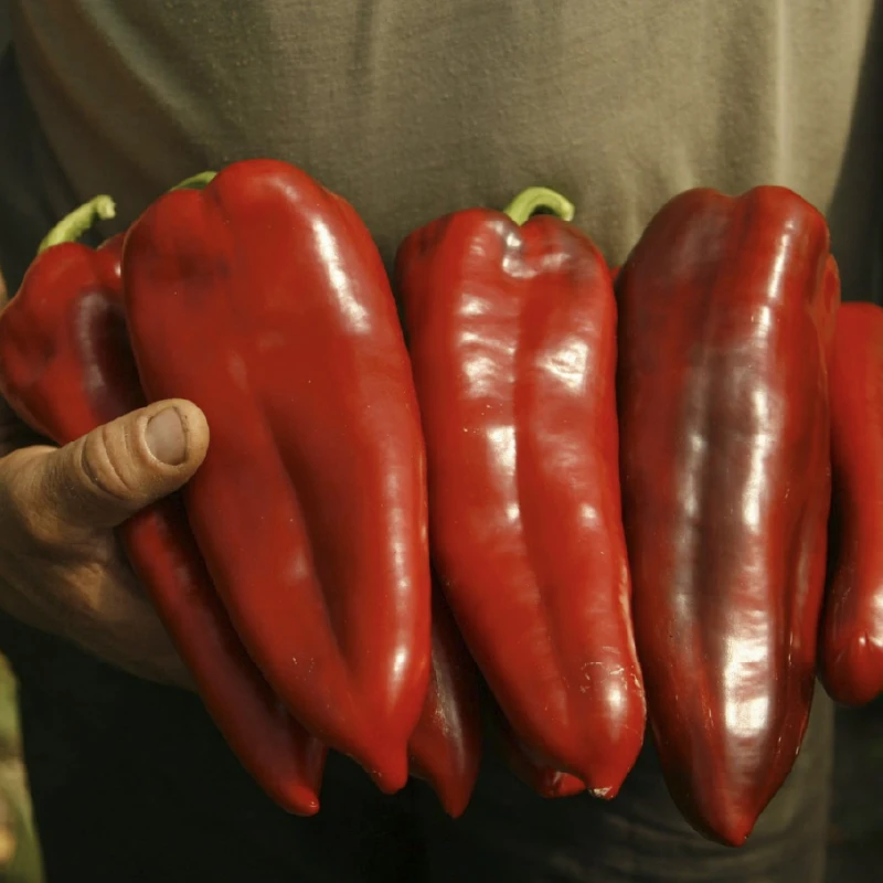 Seminte Ardei Dinamica F1 RZ , 100 seminte