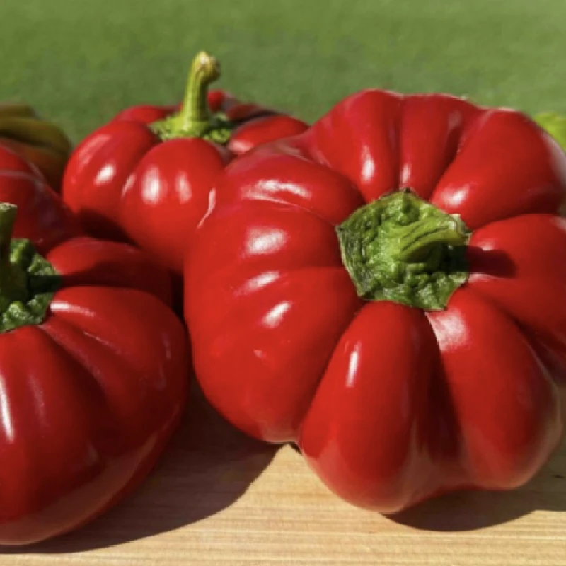 Seminte Ardei gogosar GRANATA - 10 grame