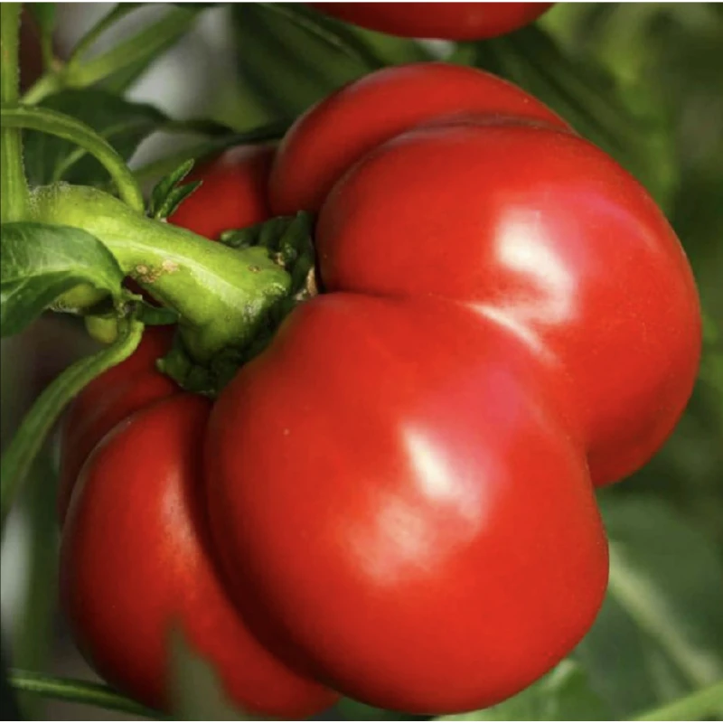 Seminte Ardei gogosar ROZVITA F1 - 500 seminte