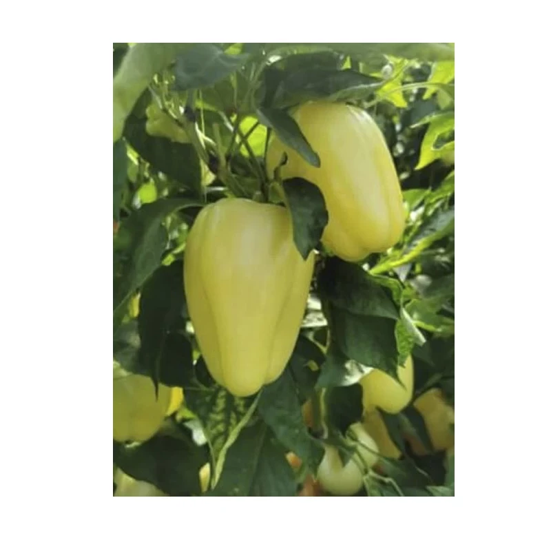 Seminte Ardei gras BURABELLA F1, 1000 seminte