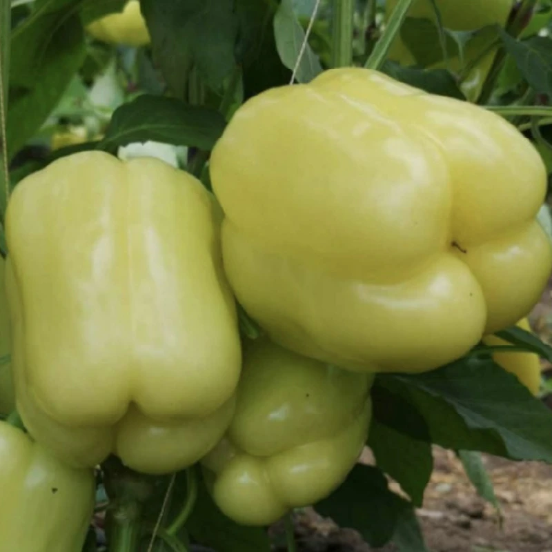 Seminte Ardei SILVERADO F1, Capsico - 1.000 seminte