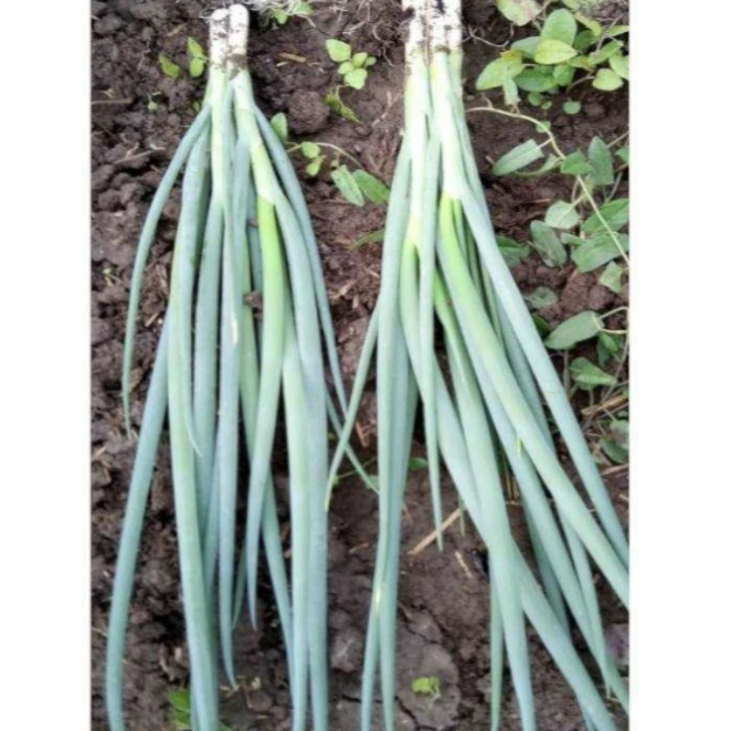 Seminte de ceapa Rhea F1 10.000 seminte, Nongwoo Bio