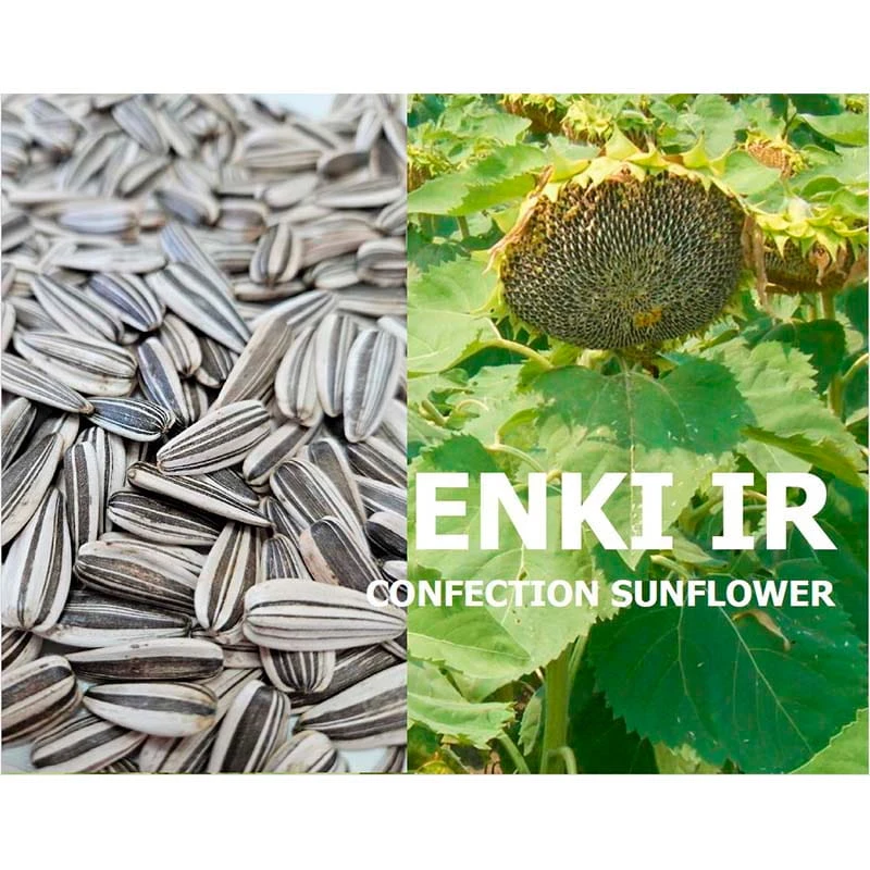 Seminte de floarea soarelui ENKI - 150.000 seminte