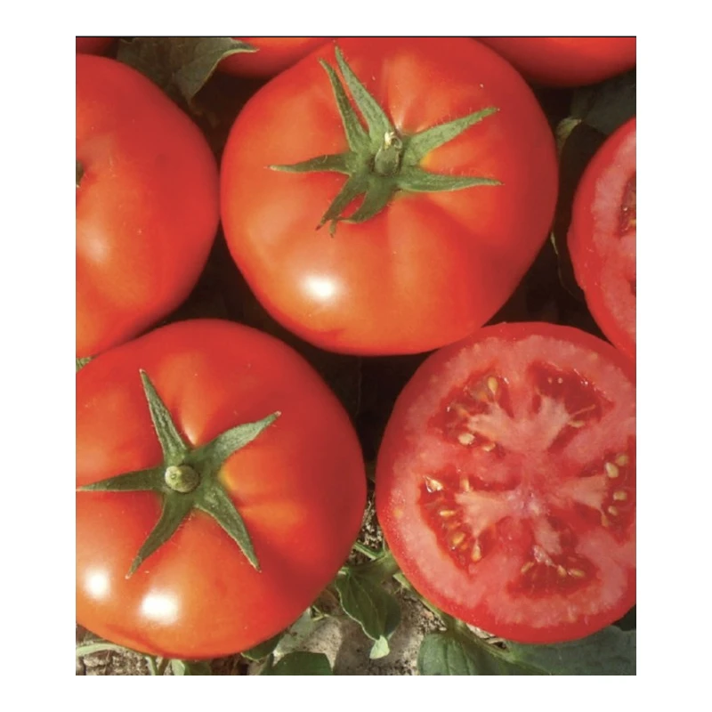 Seminte de Tomate BUENO F1, Nongwoo Bio, 100 seminte