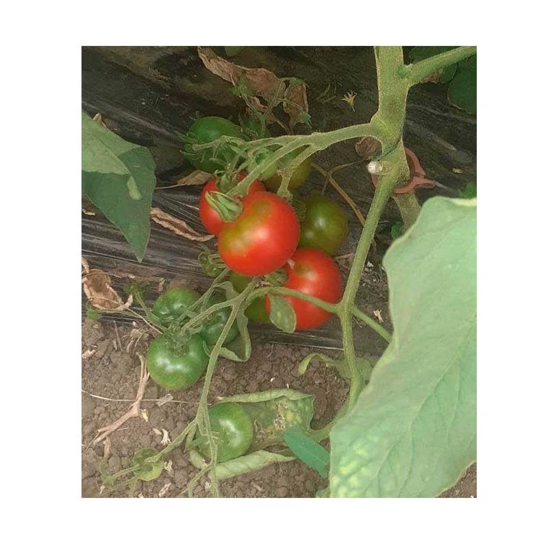 Seminte de tomate PO306 (Etrusco), 100 seminte