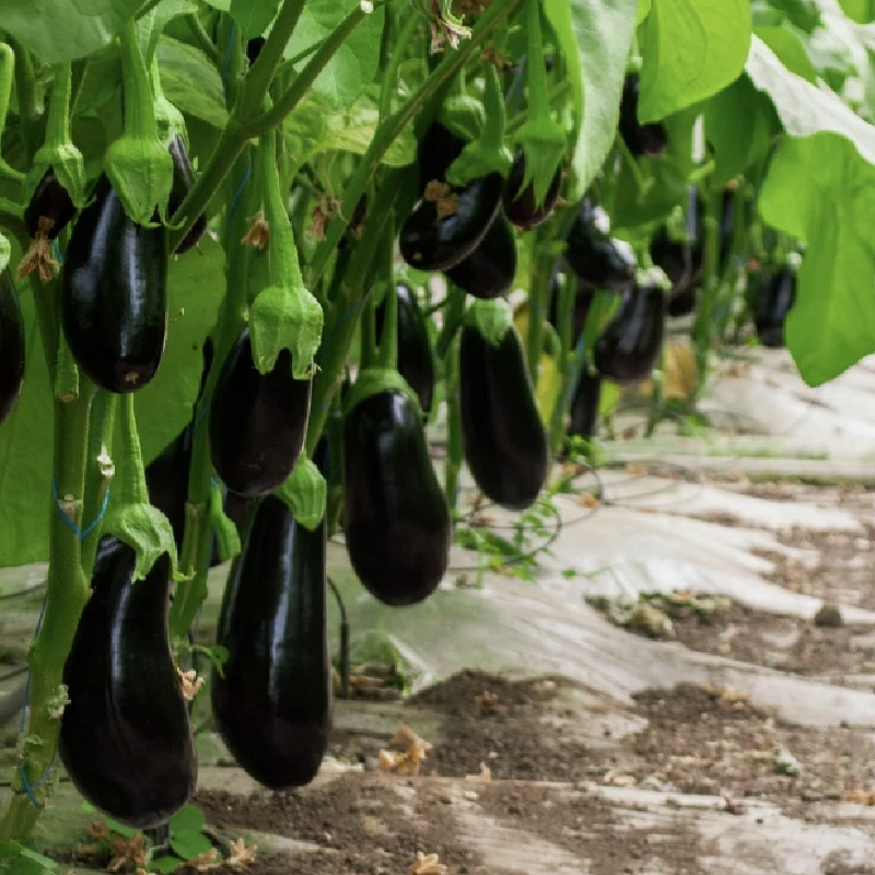 Seminte de vinete ONYX F1, Fito - 1000 seminte