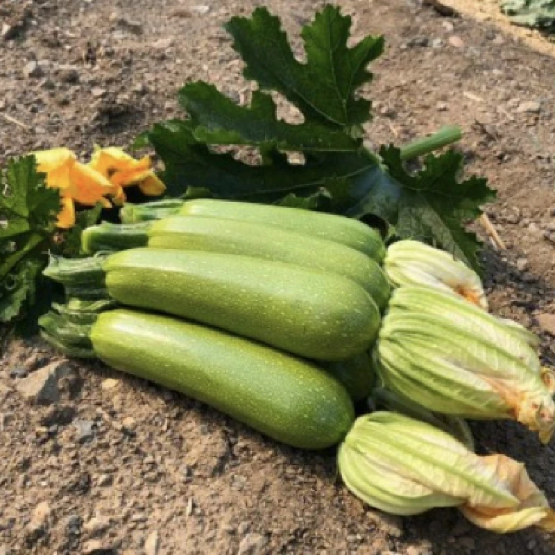 Seminte dovlecel IMPERATOR F1, Sakata Seeds - 500 seminte