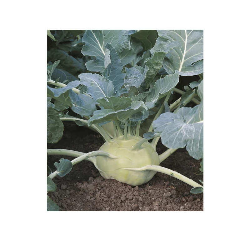 Seminte Gulii KOSSAK F1, Bejo - 2500 seminte