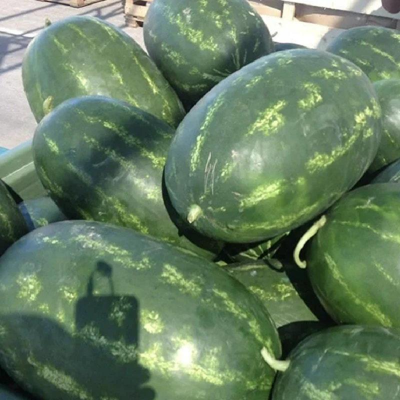 Seminte Pepene verde TORPILA F1, Nunhems - 500 seminte