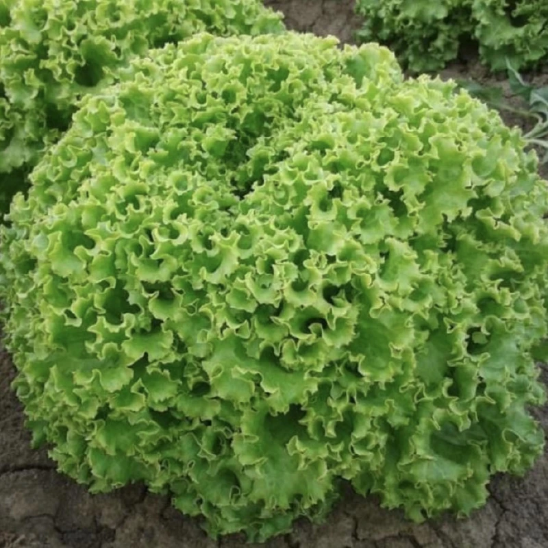 Seminte Salata drajata GENTILINA, 5000 seminte